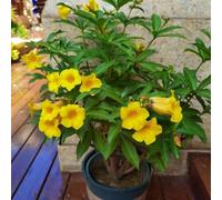 semi di adelfa - semi resistenti di perenne resistenti, giardino per uomini, sono giardino balcone con 5pcs