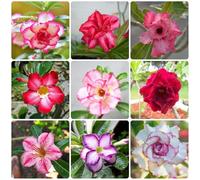 semi di adenium obesum - resistente biologici giardino selvatici 12pcs