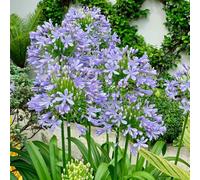 Semi di Agapanthus - balcone semi biologici Agapanthus africanus - regali da giardino per le donne esotiche resistenti semi di prati fioriti rare 20pcs