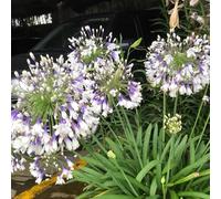 Semi di Agapanthus, regali per giardinieri esotiche semi di serre da balcone vecchie varietà resistenti per il giardino rare 200pcs