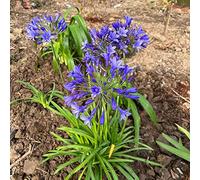 Semi di agapanto per i luoghi soleggiati resistenti per giardini rocciosi di rari ornamentali esotici serre balcone semi selvatici rialzata del 350pcs