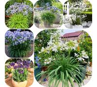 semi di agapanto semi di come bomboniera estivi da balcone serre da balcone decorazioni giardino per esterni per luoghi soleggiati selvatici vecchie 350pcs