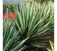 Semi di agave, da balcone americana resistenti per il giardino resistenti da esterno prodotti sostenibili semi perenni 250pcs