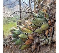 Semi di agave, da giardino roccioso resistenti americana giardino vecchie varietà esotiche da esterno decorazione per esterni 180pcs