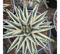Semi di agave, esotiche americana e perenni da giardino roccioso resistenti giardino per il decorazione 100pcs