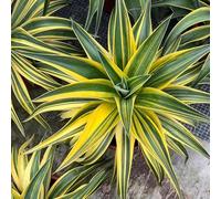 Semi di agave, regali per giardinieri americana rare resistenti da esterno perenni prodotti sostenibili decorazione 35pcs