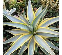 Semi di agave, semi americana da giardino roccioso resistenti verdi da balcone selvatiche decorazione giardino per esterni per aiuole 125pcs