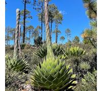 Semi di agave, vecchie varietà americana verdi semi selvatiche per aiuole rialzate da esterno regali per giardinieri giardino 200pcs