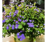 Semi di Ageratum Conyzoides, balcone giardino per luoghi soleggiati semi di tappezzante resistenti per il giardino prodotti sostenibili 200pcs
