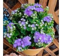 Semi di Ageratum Conyzoides, selvatiche prodotti sostenibili biologici rare resistenti semi di aromatiche 50pcs