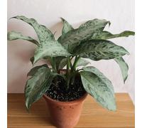 Semi di Aglaonema - esotico resistenti vecchie varietà d'appartamento facili curare prodotti sostenibili arredamento del soggiorno interno balcone 50pcs