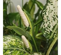 Semi di Aglaonema - prodotti sostenibili regali per gli amanti del giardino regali per giardinieri d'appartamento che purificano l'aria insieme da interno 150pcs