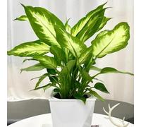Semi di Aglaonema - regali per gli amanti del giardino d'appartamento che purificano l'aria semi di decorazione del soggiorno d'appartamento 80pcs