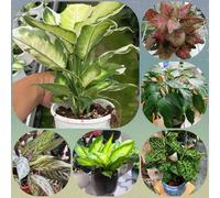 semi di Aglaonema, regali per gli amanti del giardino regali per giardinieri resistenti all'esterno d'appartamento facili da curare 80pcs