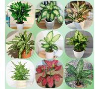 semi di Aglaonema, serre da balcone d'appartamento che purificano l'aria da ufficio d'appartamento semi tutti i tipi decorazione del soggiorno 150pcs