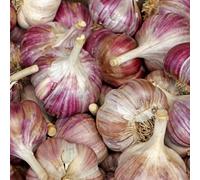 Semi di aglio, Allium sativum, resistenti per balconi esotiche semi da giardino, biologici semi di aglio elefante, invernale acquistarere 350pcs