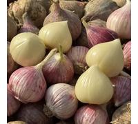 Semi di aglio, Allium sativum, resistenti per balconi seminare vecchie varietà semi da giardino biologici vecchie varietà aglio elefante 50pcs