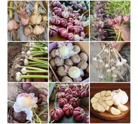 Semi di aglio, Allium sativum, semi di rare vecchie varietà da giardino biologici vecchi 500pcs