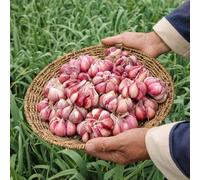 semi di aglio - antiche varietà, giardino resistenti all'esterno, 150pcs