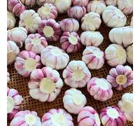 semi di aglio perenni resistenti - per rialzate da interno piantare l'aglio il giardino verdi esotiche all'esterno varietà 180pcs