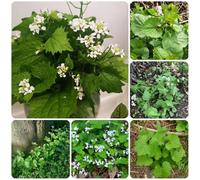 Semi di aglio rucola, semi di Alliaria petiolata, balcone con lettino per da giardino, da balcone 200pcs