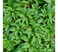 semi di aglio selvatico perenne - tappezzanti per il giardino esotiche da interno rari 350pcs