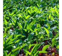 Semi di aglio selvatico - rare in vaso resistente giardino interno giardino 250pcs
