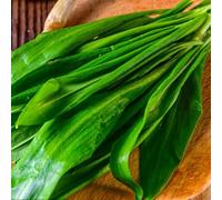 Semi di aglio selvatico, resistenti per il giardino semi di medicinali balcone con letto 350pcs