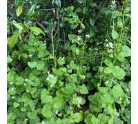Semi di aglio selvatico, rialzata giardino orticole giardino, Aiuole rialzate per il 350pcs