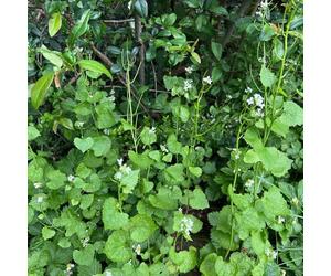 Semi di aglio selvatico, rialzata giardino orticole giardino, Aiuole rialzate per il 350pcs
