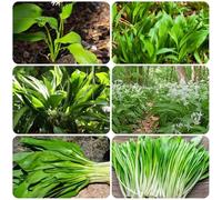 Semi di aglio selvatico, semi di da giardino roccioso resistenti resistenti per il giardino vecchie varietà 500pcs