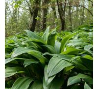 Semi di aglio selvatico, semi di vecchie varietà rare resistenti per il giardino 500pcs
