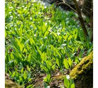 semi di aglio selvatico serre da balcone da balcone arredamento del soggiorno vecchie varietà di appartamento esotiche orto biologico copertura del terreno 50pcs