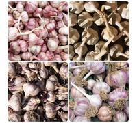 Semi di aglio, semi da giardino, biologici semi di da giardino esotiche semi di aglio resistenti vecchi 50pcs
