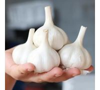 Semi di aglio, semi di vecchie varietà aglio elefante, aglio invernale semi di aglio resistenti per balconi vecchi 30pcs