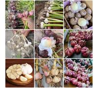 Semi di aglio, vecchi semi di aglio resistente aglio elefante, aglio invernale semi di vecchie varietà 350pcs