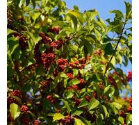 semi di agrifoglio, decorazioni giardino per esterni verdi arbusti resistenti resistenti raro esotico selvatiche balcone vecchie 50pcs