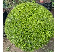 semi di agrifoglio, selvatiche arbusti resistenti resistenti per giardini rocciosi siepi giardino vecchie varietà di 200pcs