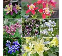 semi di aguilla resistenti resistenti per balconi balcone, semi primaverile prato selvaggio perenne, 75pcs