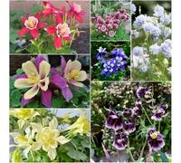 semi di aguilla resistenti semi di selvatica perenne resistenti interni, all'aperto 400pcs