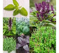 semi di albacca semi 60pcs