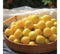 Semi di albaricoco - piccolo per le donne decorazione balconi semi di albaricoco, insalata balcone