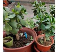 Semi di albero dei soldi - verdi da balcone Semi di Crassula ovata - da appartamento facili da curare resistenti per il giardino 150pcs