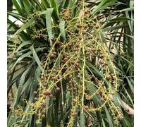 semi di albero del drago, esotiche da balcone giardino biologici da resistenti alla serra 5pcs