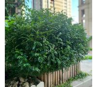 Semi di albero del pepe, esotiche Zanthoxylum piperitum, arbusti resistenti giardino resistenti per il giardino all'esterno semi aromatiche 40pcs