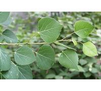 Semi di albero di pioppo 100 pezzi