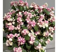 semi di albero giada - perenni resistenti portulacaria afra da appartamento, varietà antiche primaverili da giardino decorazione 50pcs