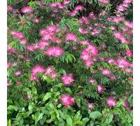 Semi di albero seta del sonno, piantare un albero a coda di scimmia decorazione da giardino per esterni semi biologici vecchie varietà regali per gli amanti del giardino comprare 60pcs