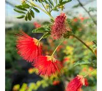 semi di albero seta, dormiente decorazione in serra per balcone rialzato perenni resistenti 420pcs