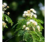 semi di albero seta, dormiente di vecchie varietà decorative resistenti da balcone biologici da giardino 350pcs